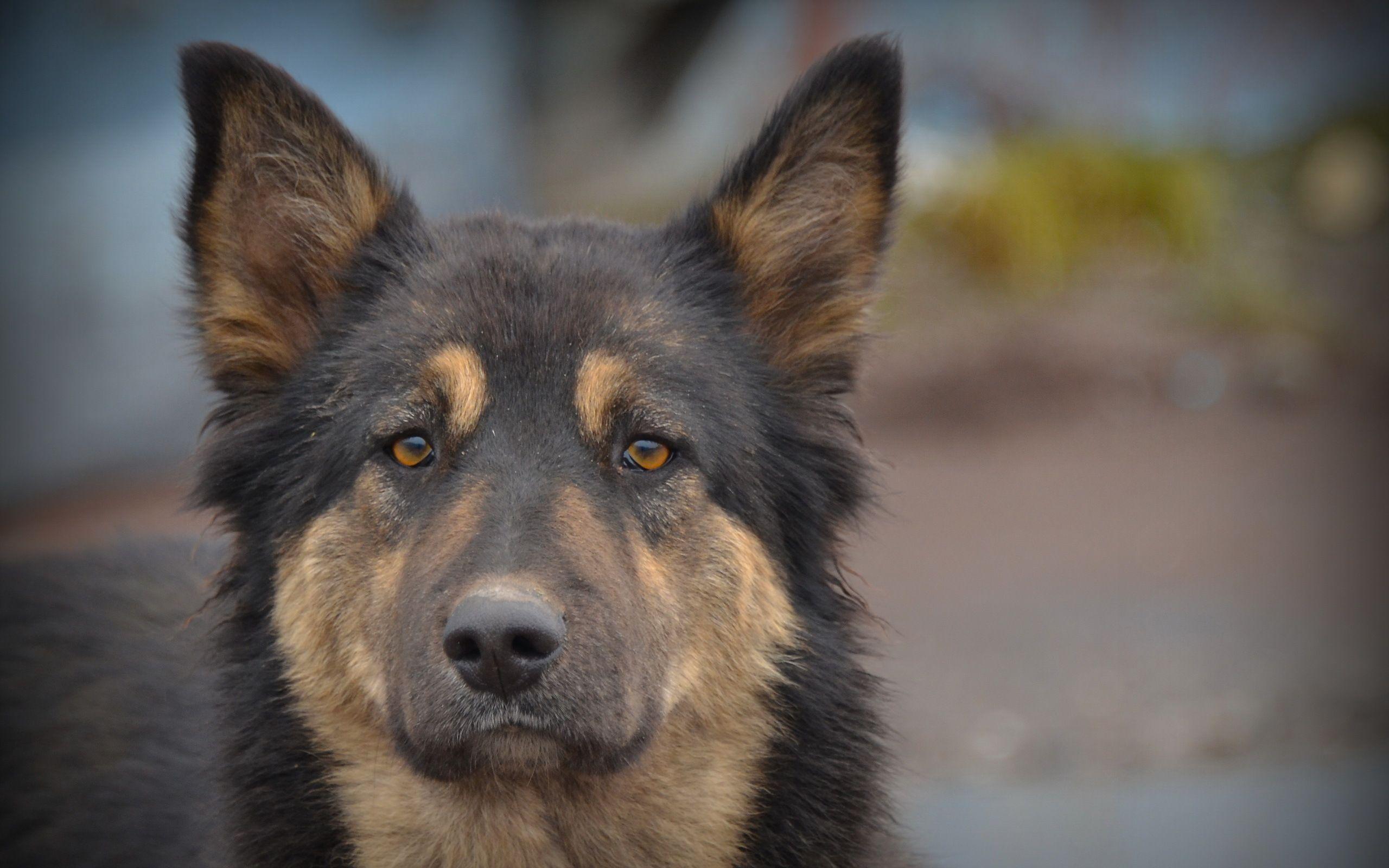 2560x1600 German Shepherd Wallpaper HD 45734 2560x1600 px
