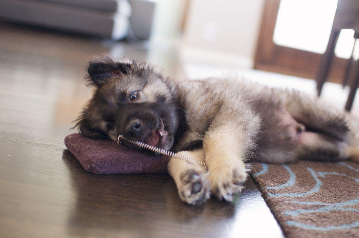1200x797 Cute German Shepherd Puppies Sleeping HD Wallpaper, Background Image