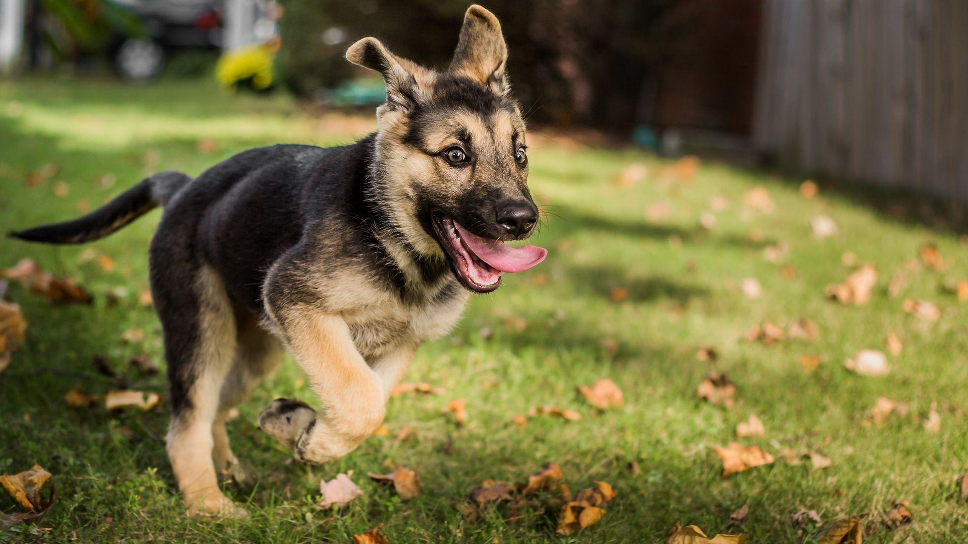 1920x1080 German Shepherd Dog. Funny German Shepherd Puppies, High Definition, High. Shepherd puppies, German shepherd dogs, Shepherd dog