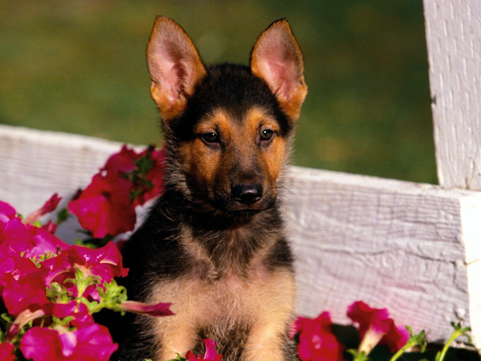 1600x1200 german shepherd puppy. HD Windows Wallpaper