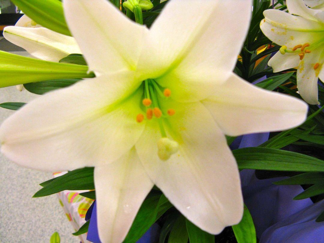 Easter Lily Wallpapers Top Free Easter Lily Backgrounds WallpaperAccess
