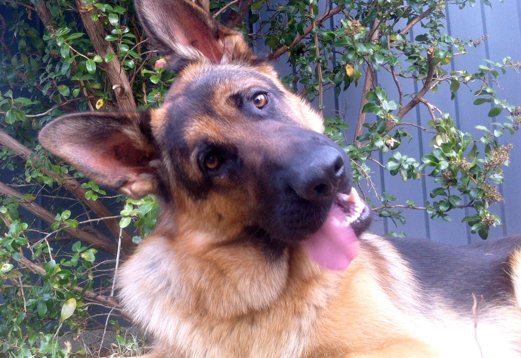 2037x1398 Dogs: German Shepherd Puppy Dog Free Pitbull Wallpaper Downloads HD