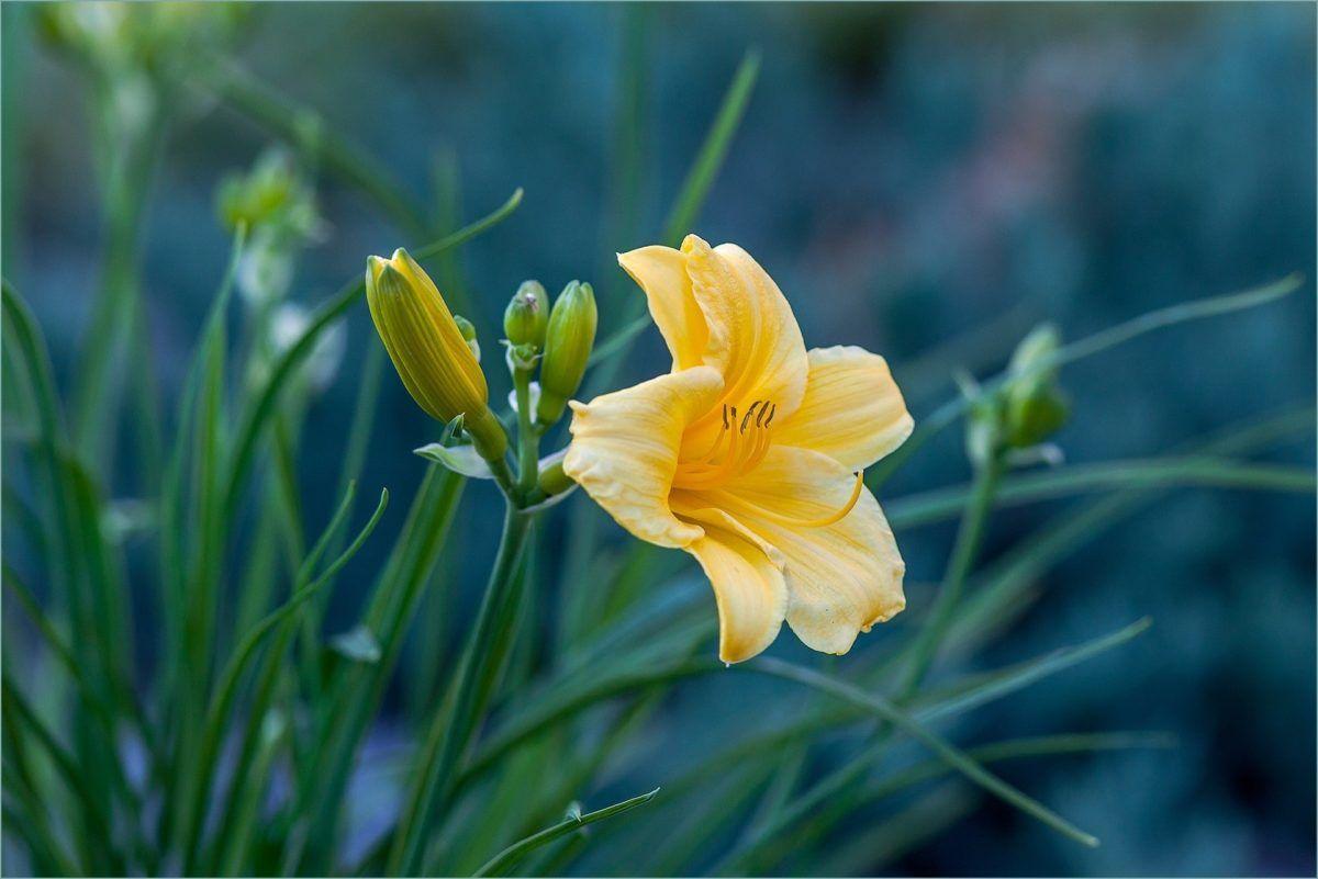 1200x801 yellow easter lily