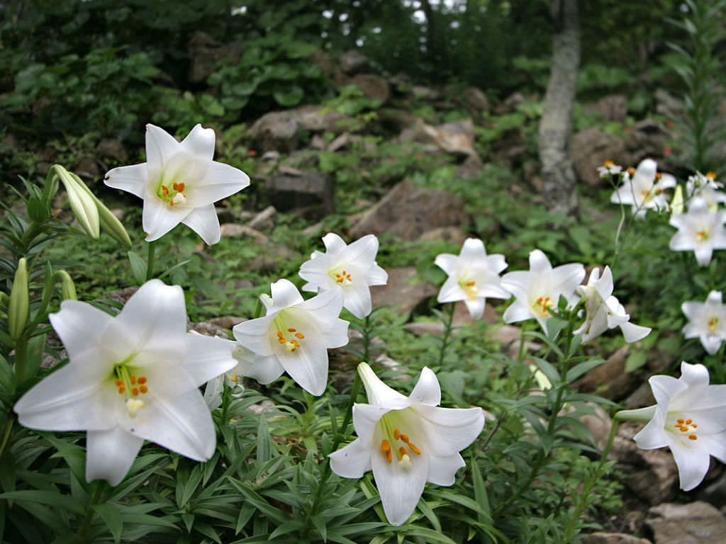 Easter Lily Wallpapers Top Free Easter Lily Backgrounds WallpaperAccess