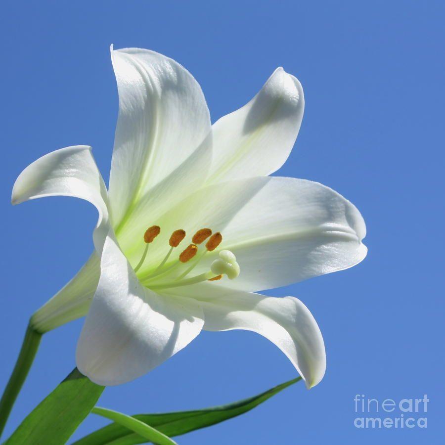 Easter Lily Wallpapers Top Free Easter Lily Backgrounds WallpaperAccess