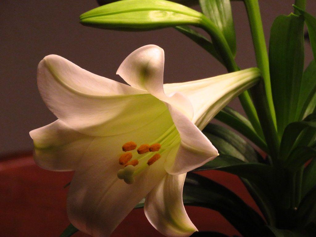 Easter Lily Wallpapers Top Free Easter Lily Backgrounds WallpaperAccess
