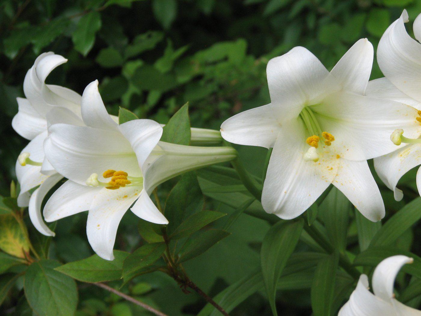 Easter Lily Wallpapers - Top Free Easter Lily Backgrounds - WallpaperAccess