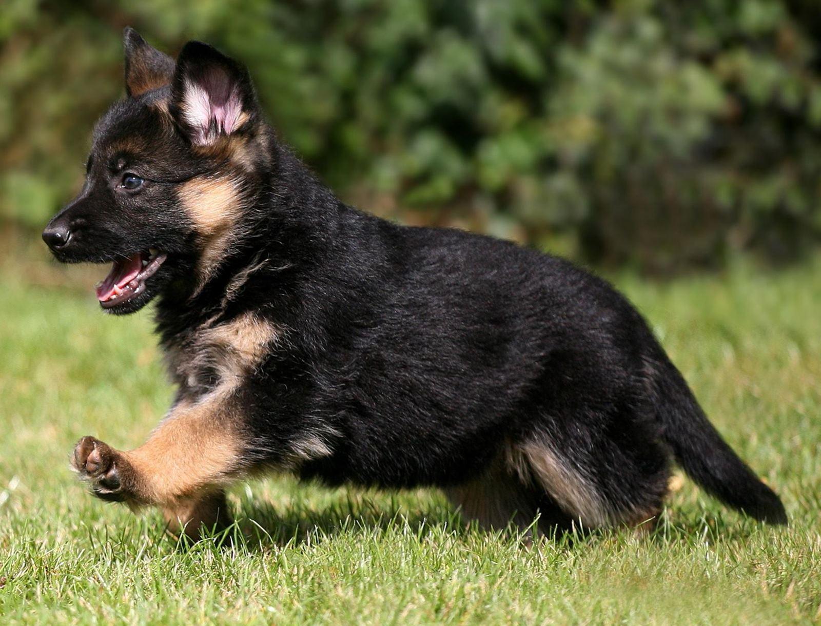 German Shepherd Puppies Wallpapers Top Free German Shepherd Puppies 