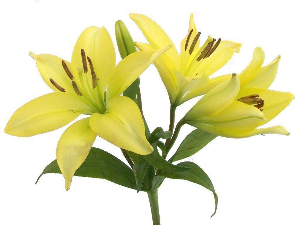 1024x768 Free Easter Lilies Png, Download Free Clip Art, Free Clip Art on Clipart Library