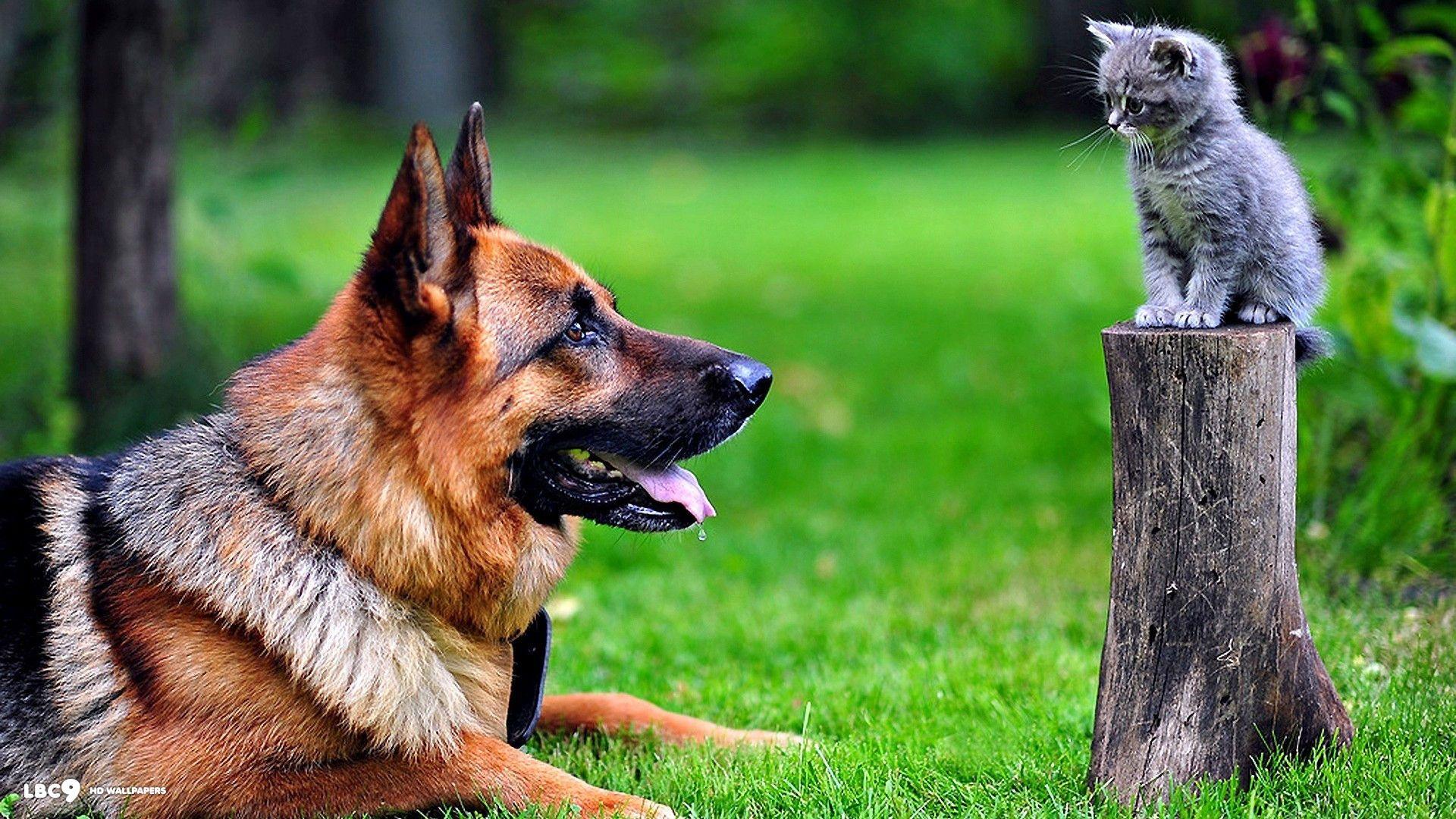 1920x1080 German Shepherd Wallpaper 2 8. Dogs HD Background