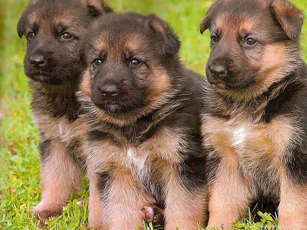 1024x768 Jestingstock.com German Shepherd Puppy Wallpaper For Desktop