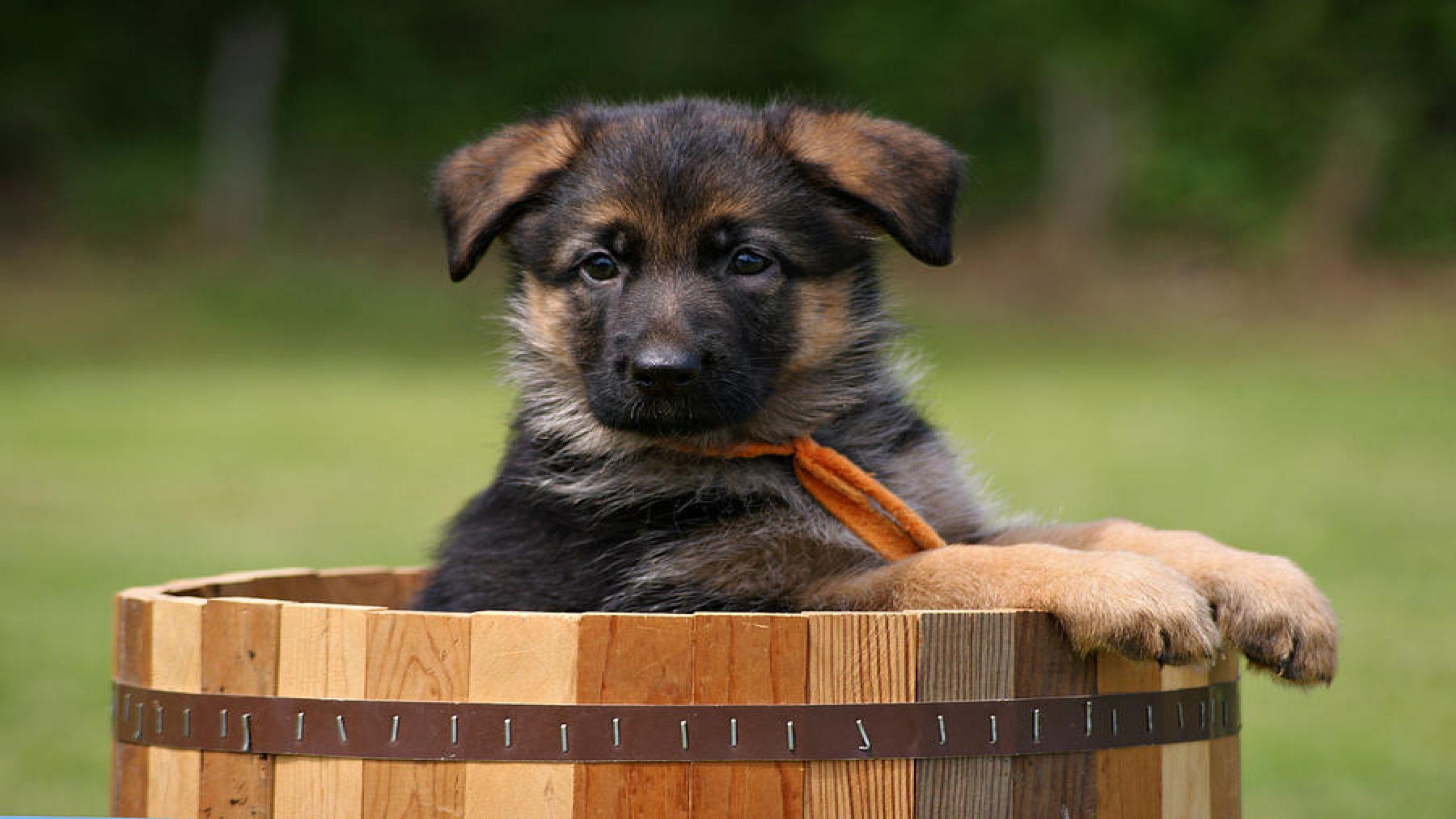 German Shepherd Puppies Wallpapers - Top Free German Shepherd Puppies