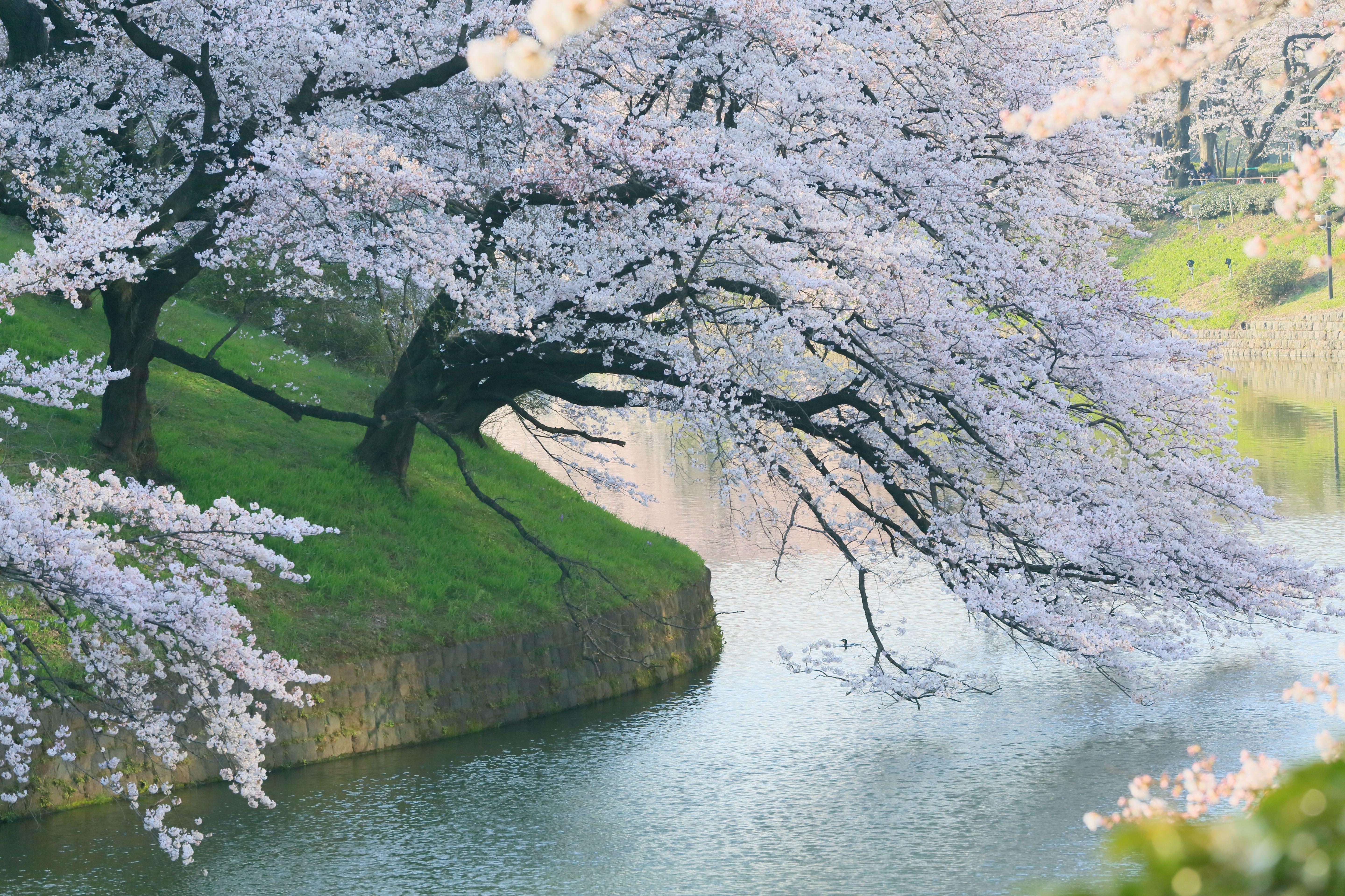 5760x3840 Bunga Sakura Wallpaper
