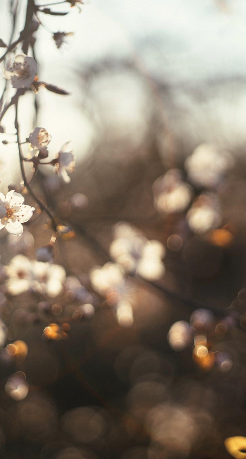 854x1590 Landscape cherry blossom. wallpaper.sc iPhone7