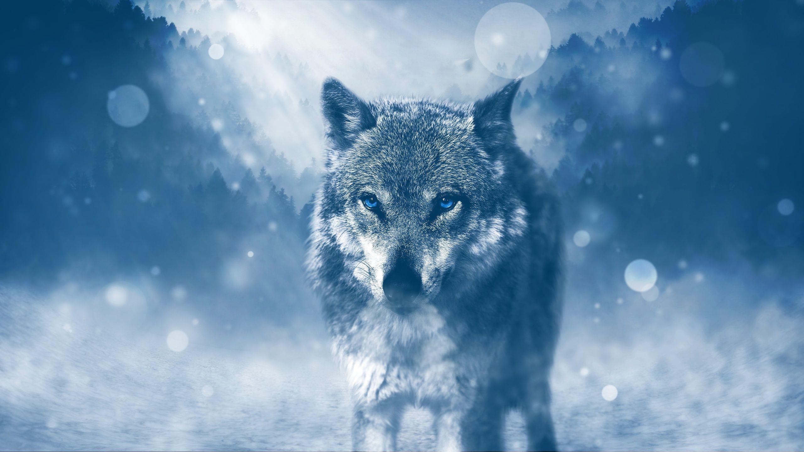 2560x1440 Blue Eyed Wolf 1440P Resolution HD 4k Wallpaper, Image, Background, Photo and Picture