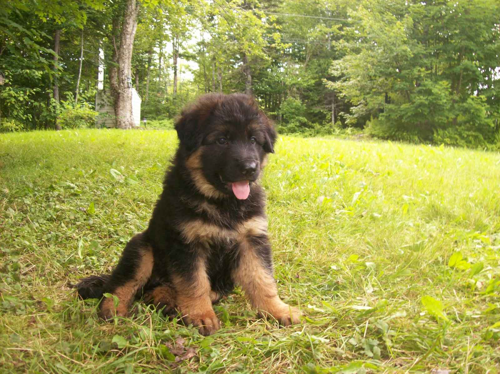 1600x1198 German Shepherd Puppy Wallpaper