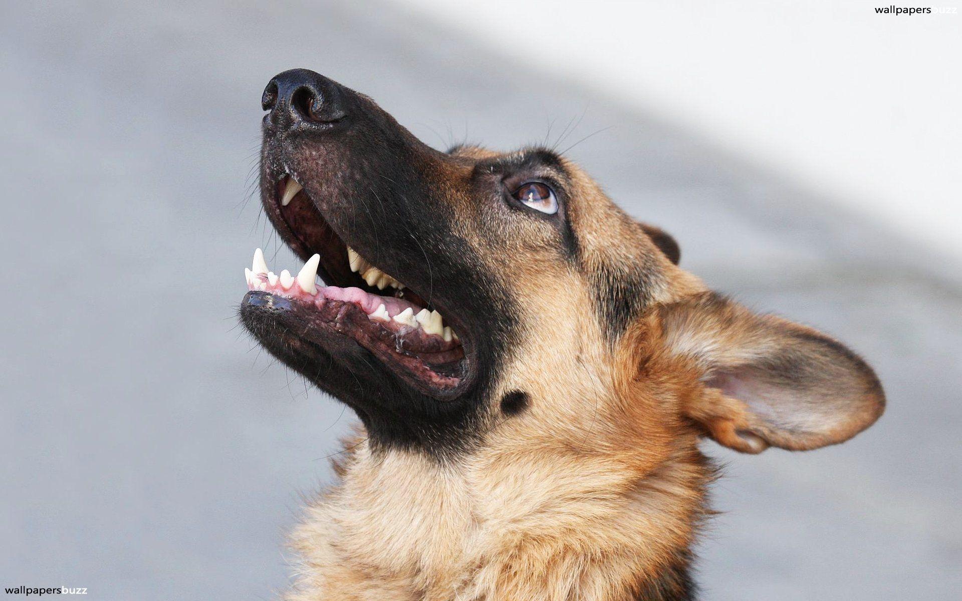 1920x1200 German Shepherd Looking Up HD Wallpaper