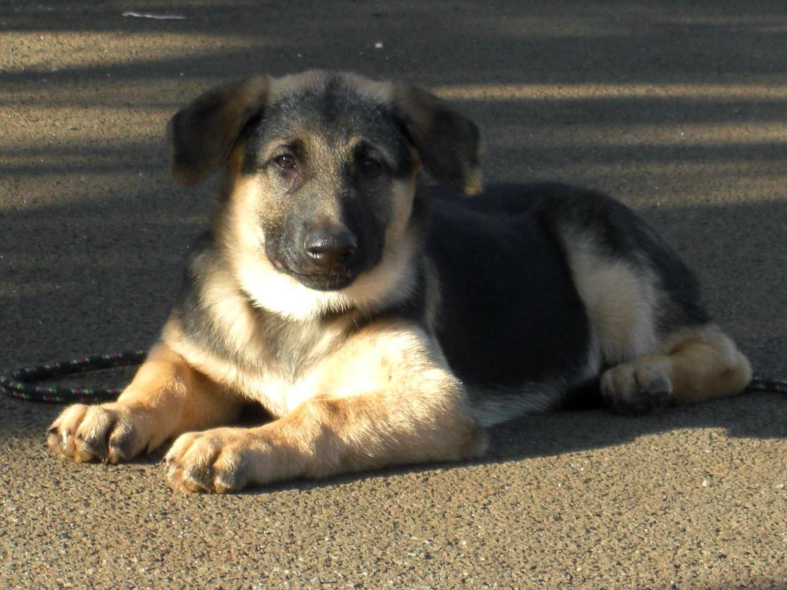 1600x1200 Desktop HD Picture Of German Shepherd Dogs