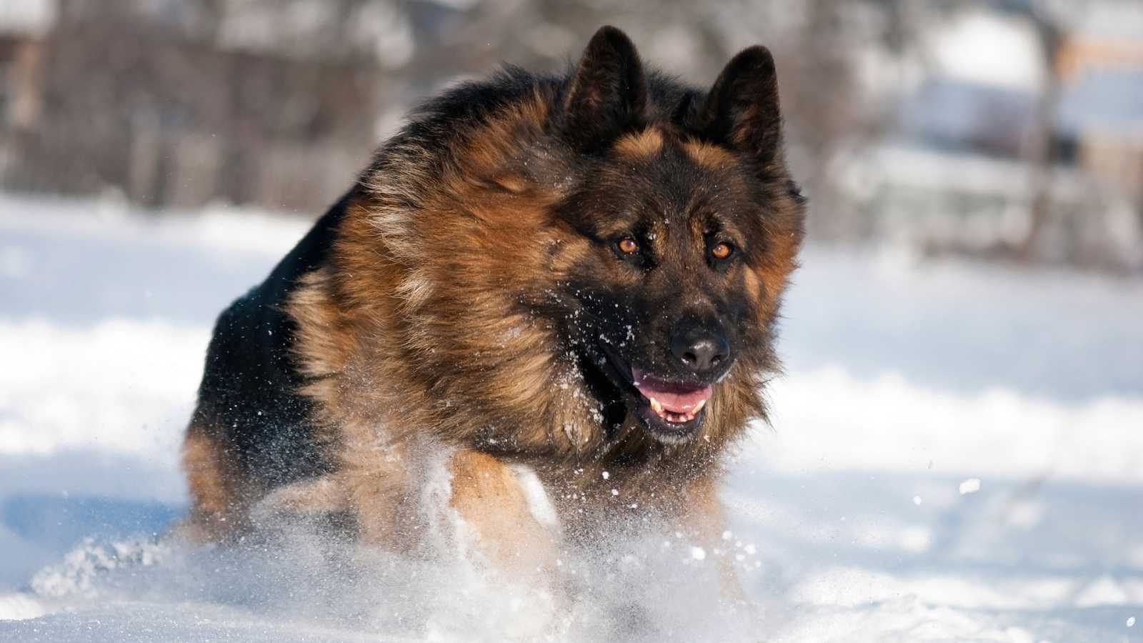 1600x900 Photos For German Shepherd Puppies Wallpaper HD High Resolution