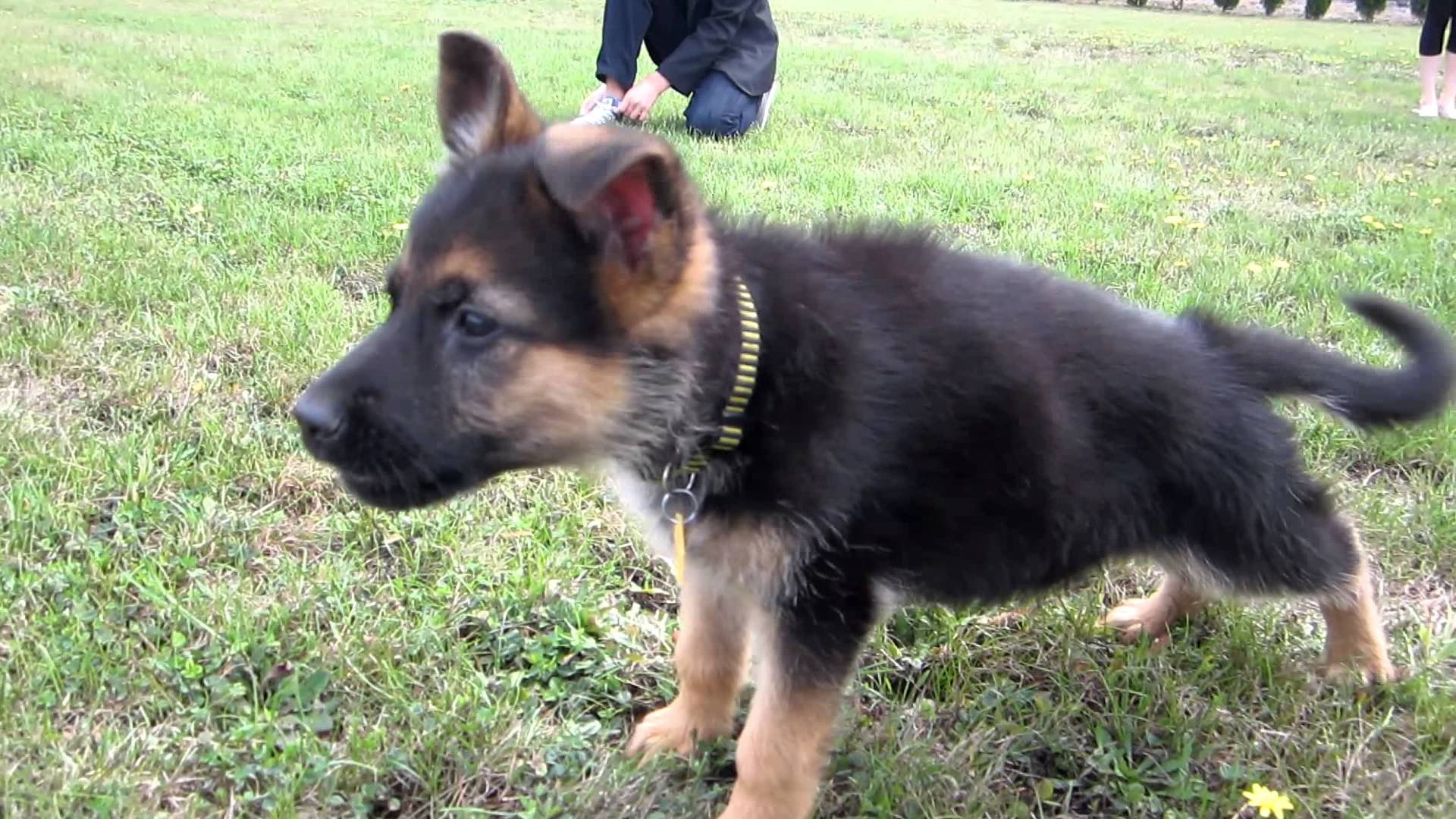 1920x1080 German Shepherd Puppy Barking