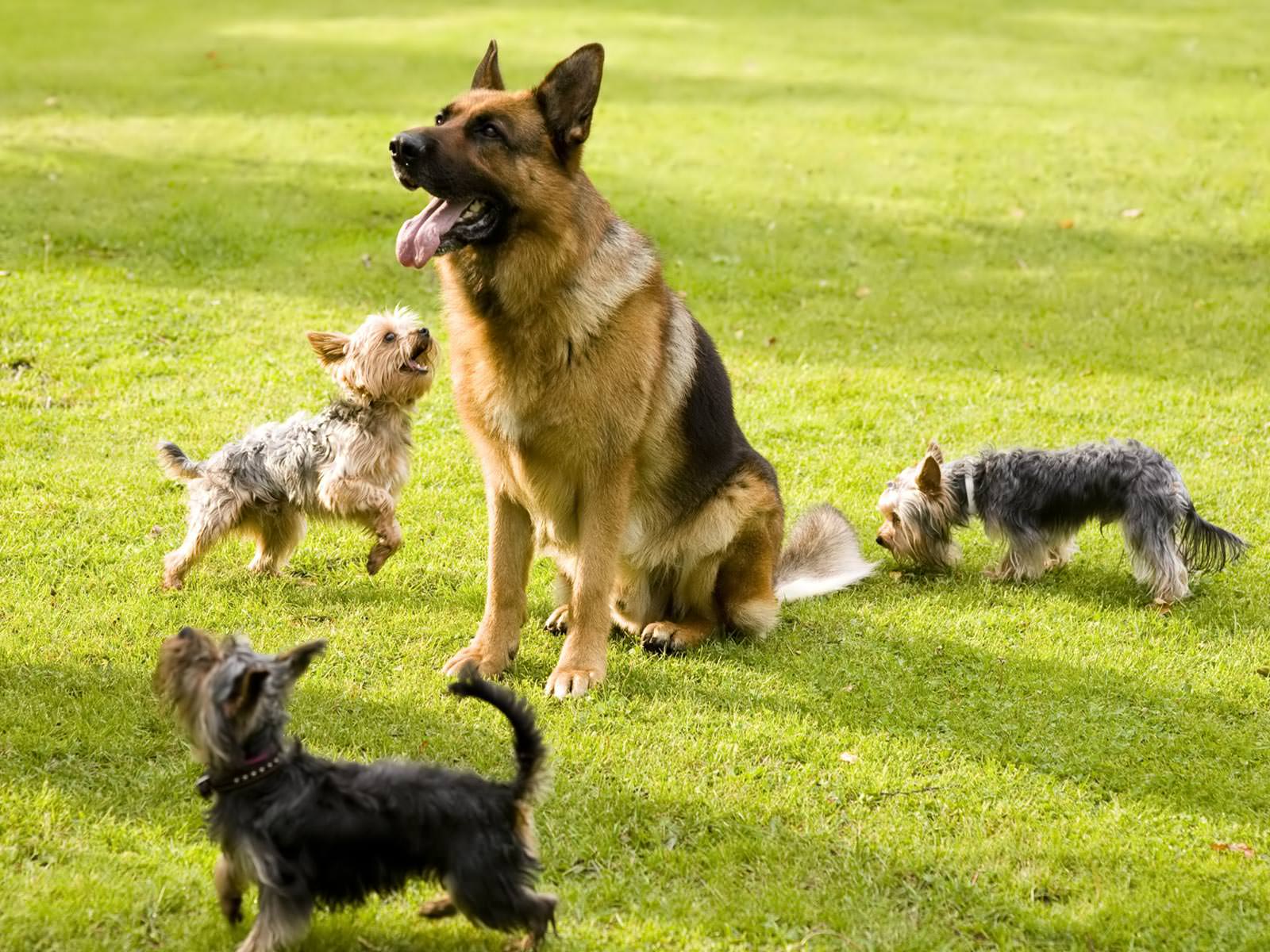 1600x1200 Best German Shepherd Picture And Photo