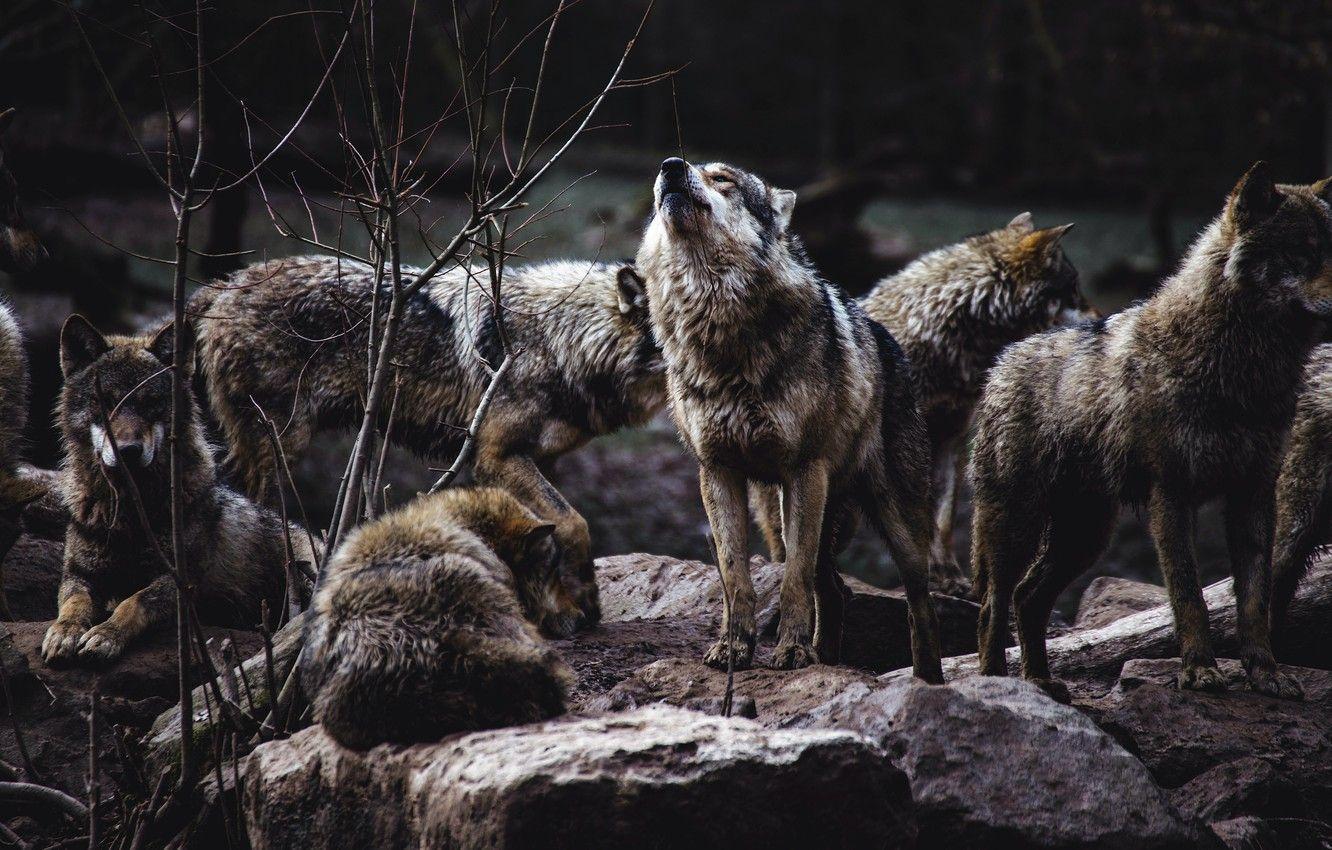Featured image of post Wolf Pack Wallpaper 1920X1080 24659 wolf pack 1280 800 animal wallpapers