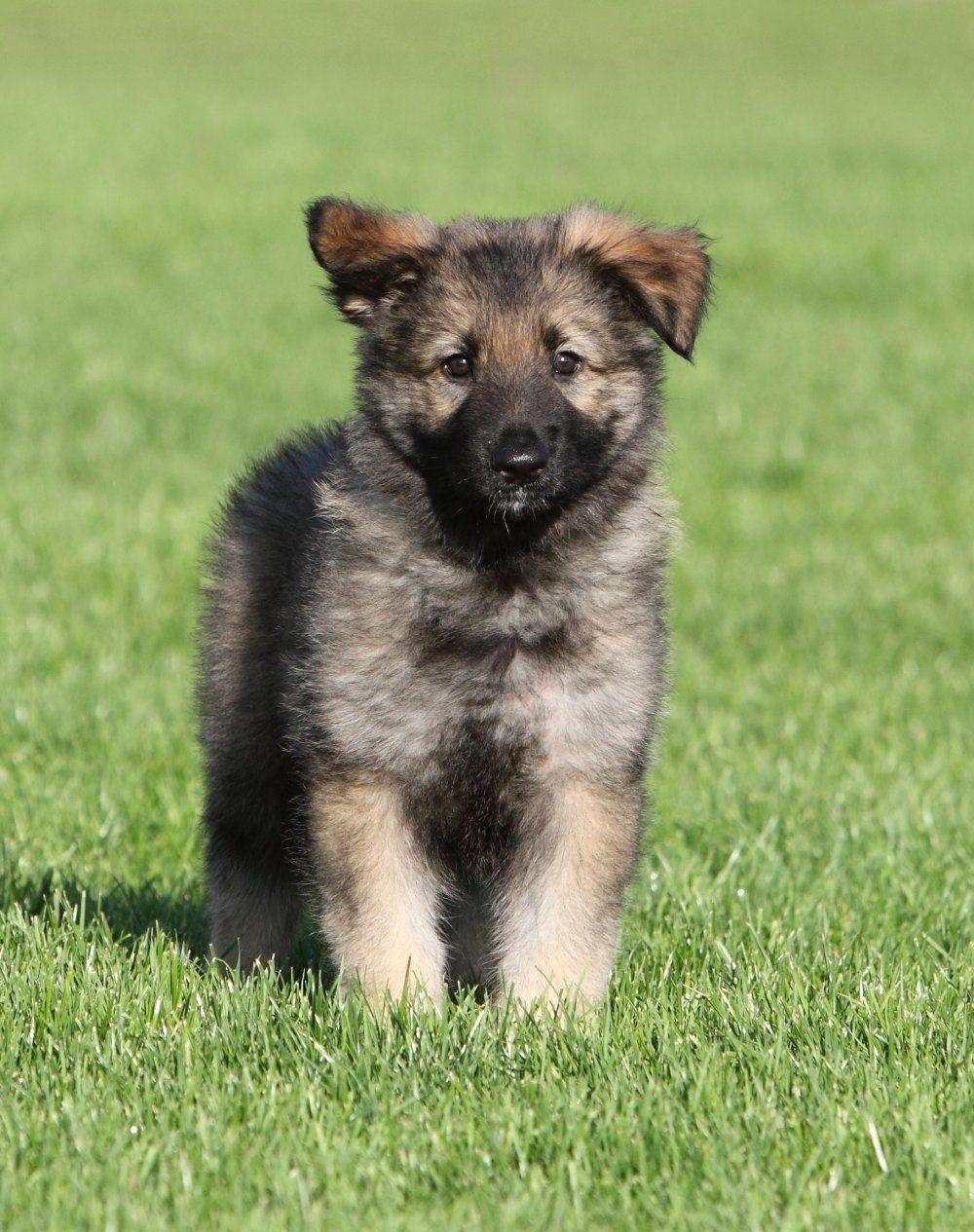 1000x1265 Shiloh Shepherd puppy photo and wallpaper. Beautiful Shiloh Shepherd