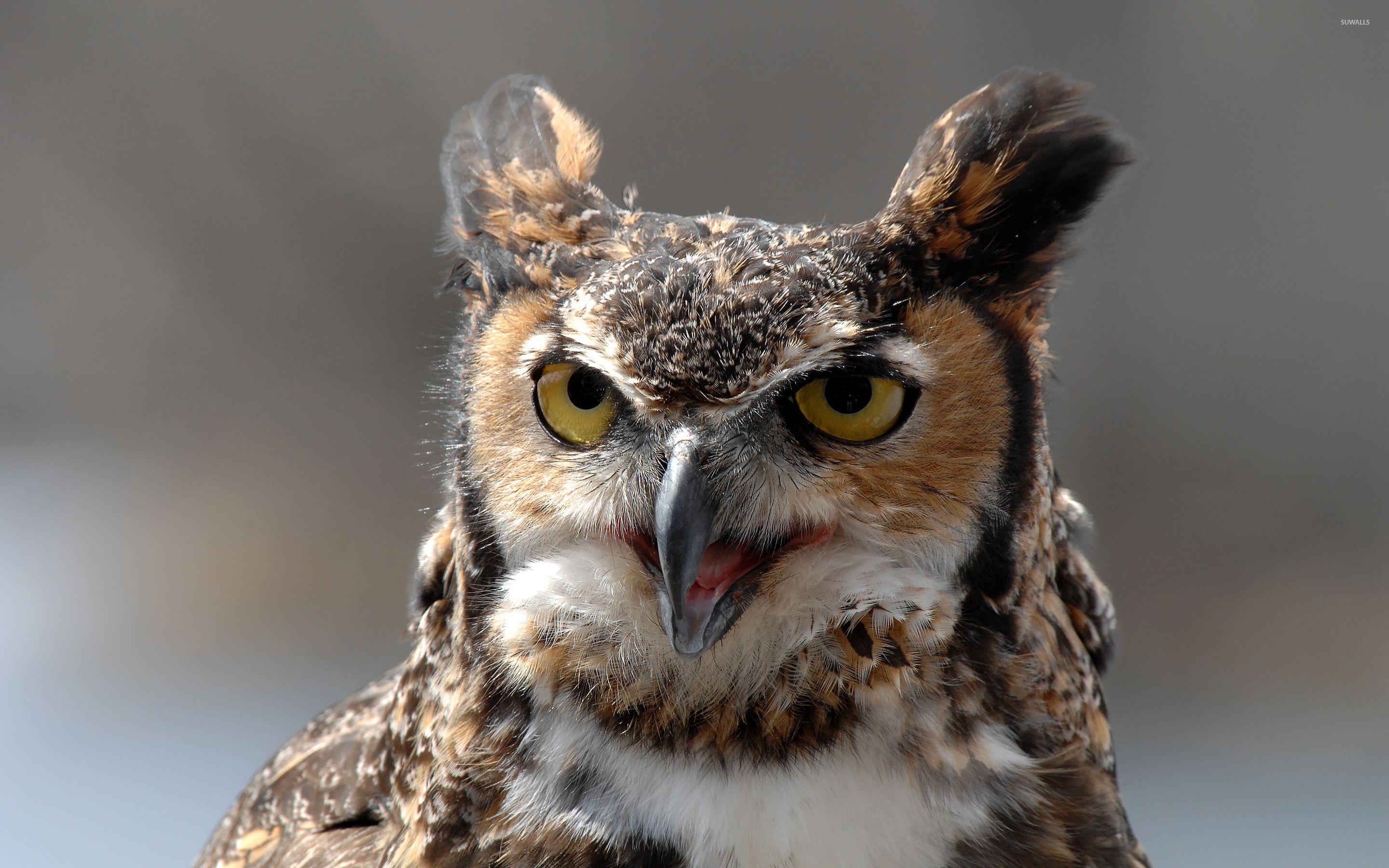 Great Horned Owl Wallpapers - Top Free Great Horned Owl Backgrounds ...