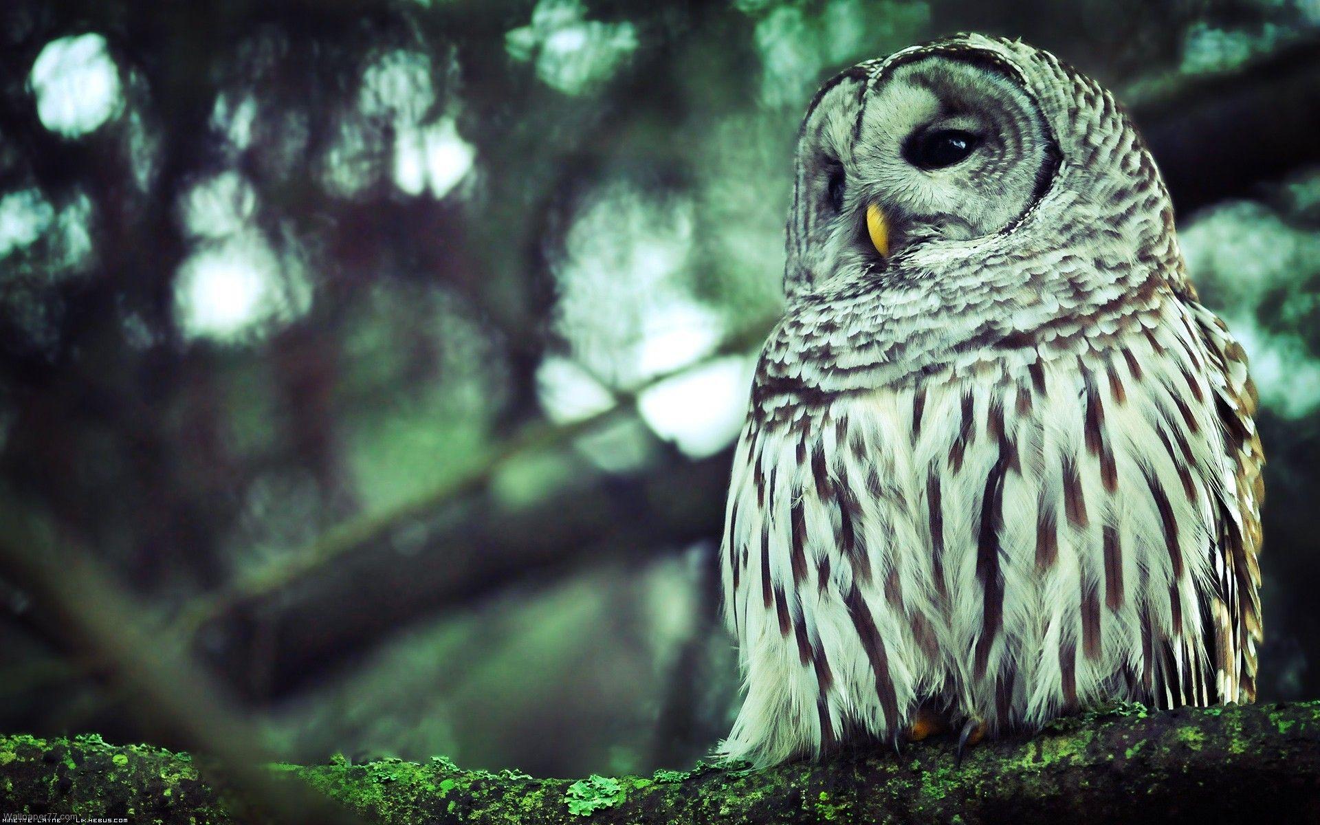 1920x1200 Owl Wallpaper, Background, Image, Picture. Design Trends PSD, Vector Downloads