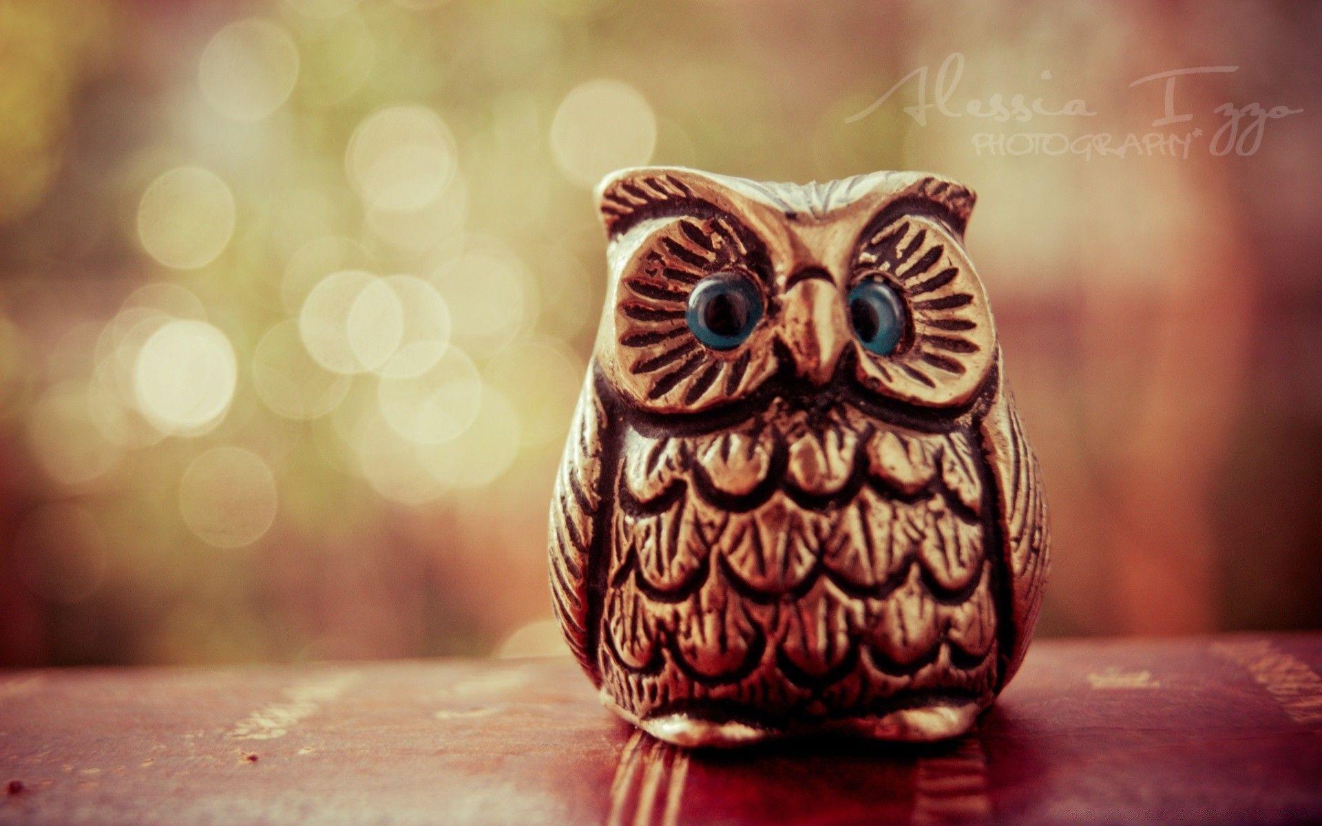 1920x1200 Little Lucky Owl