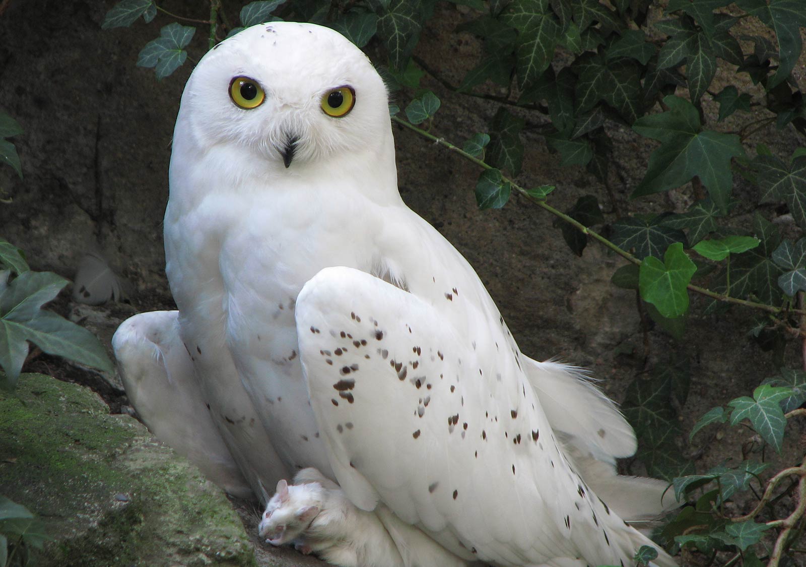 1600x1125 Vintage Owl Wallpaper Desktop Background Scerbos White Owl Wallpaper And Theme APK Download Free Personalization 1600x1125