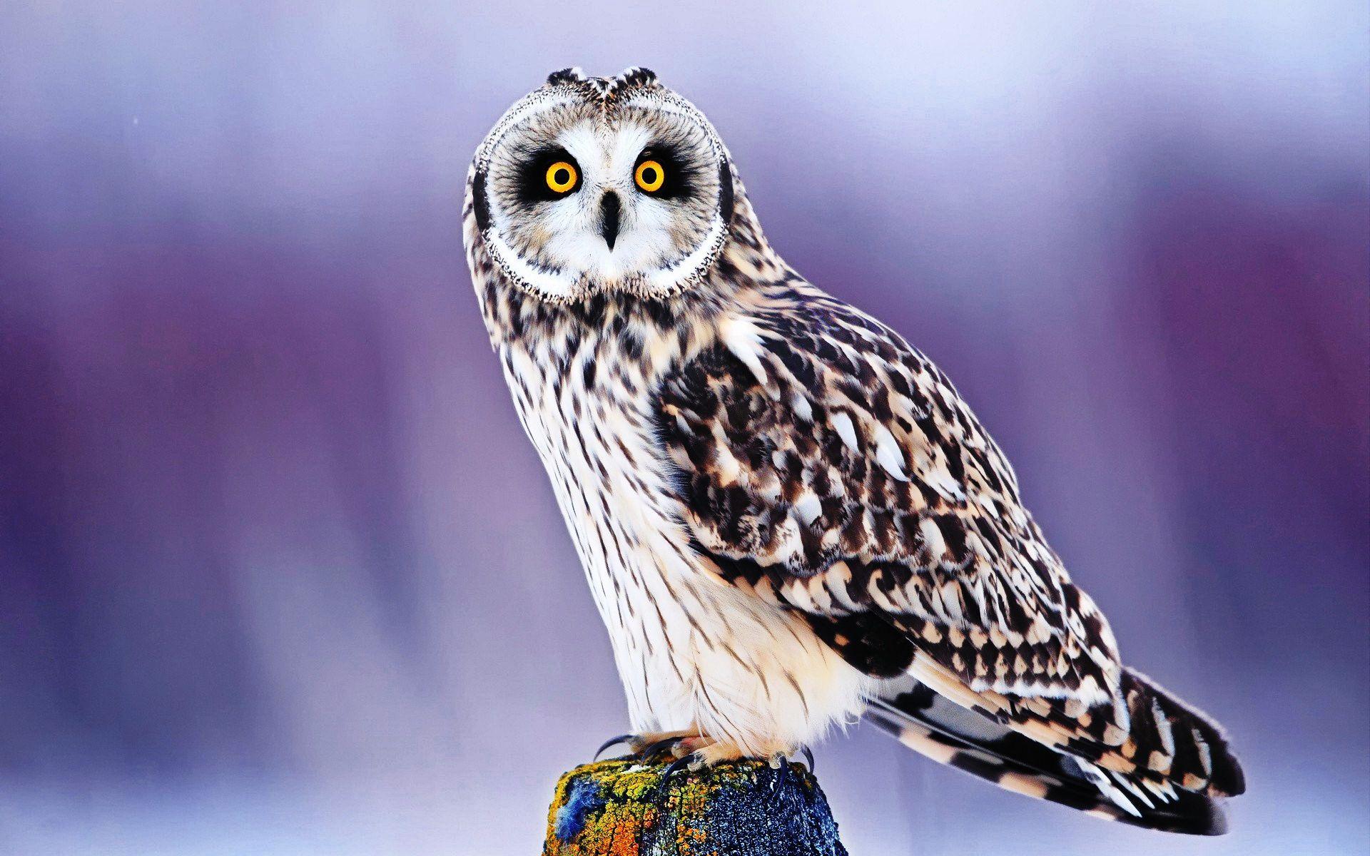 1920x1200 Cute Owl Wallpaper 15773 1920x1200px