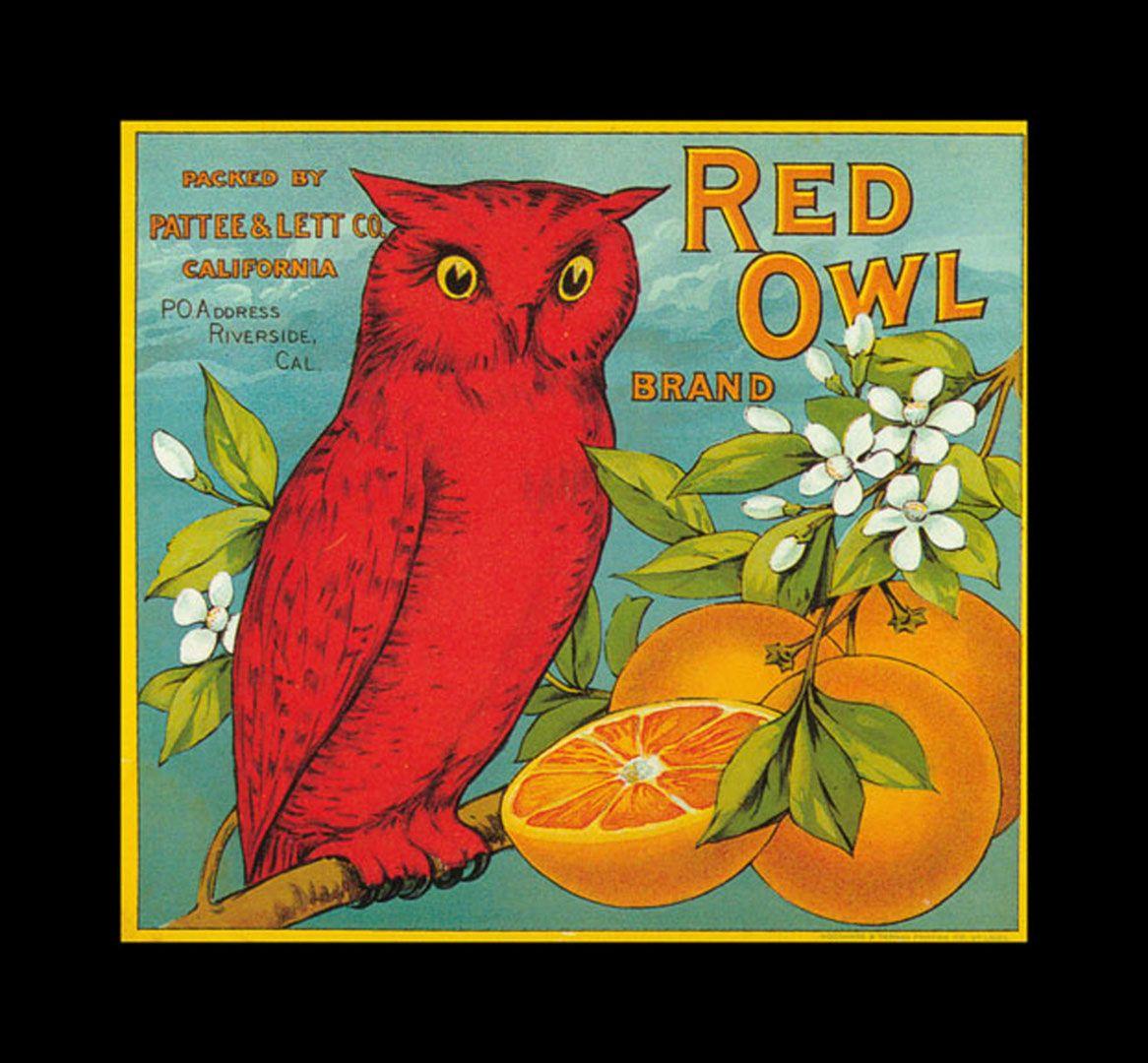 Vintage Owl Wallpapers - Top Free Vintage Owl Backgrounds - WallpaperAccess
