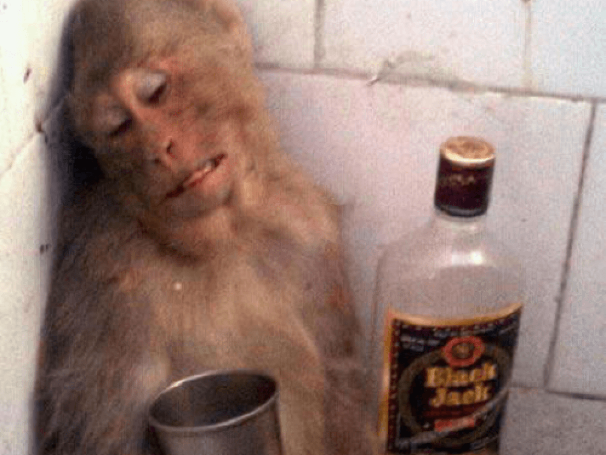 1200x900 Hilarious Animals Who Look Just Like Drunk People