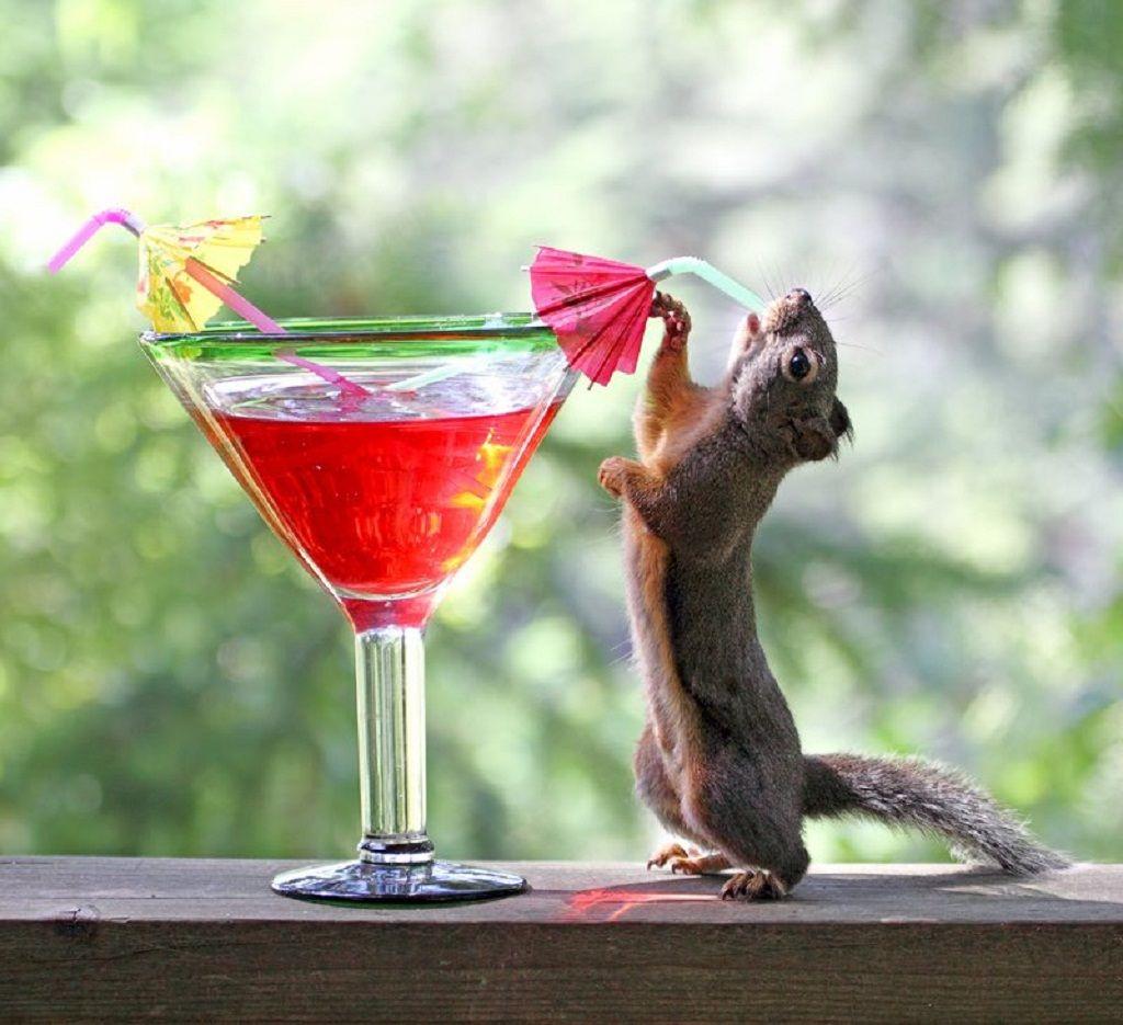 Funny Drunk Animals Wallpapers - Top Free Funny Drunk Animals