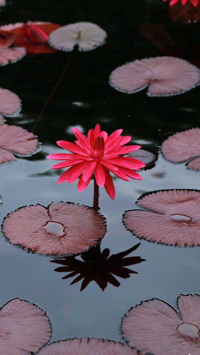 Red Lotus Flower Wallpapers - Top Free Red Lotus Flower Backgrounds