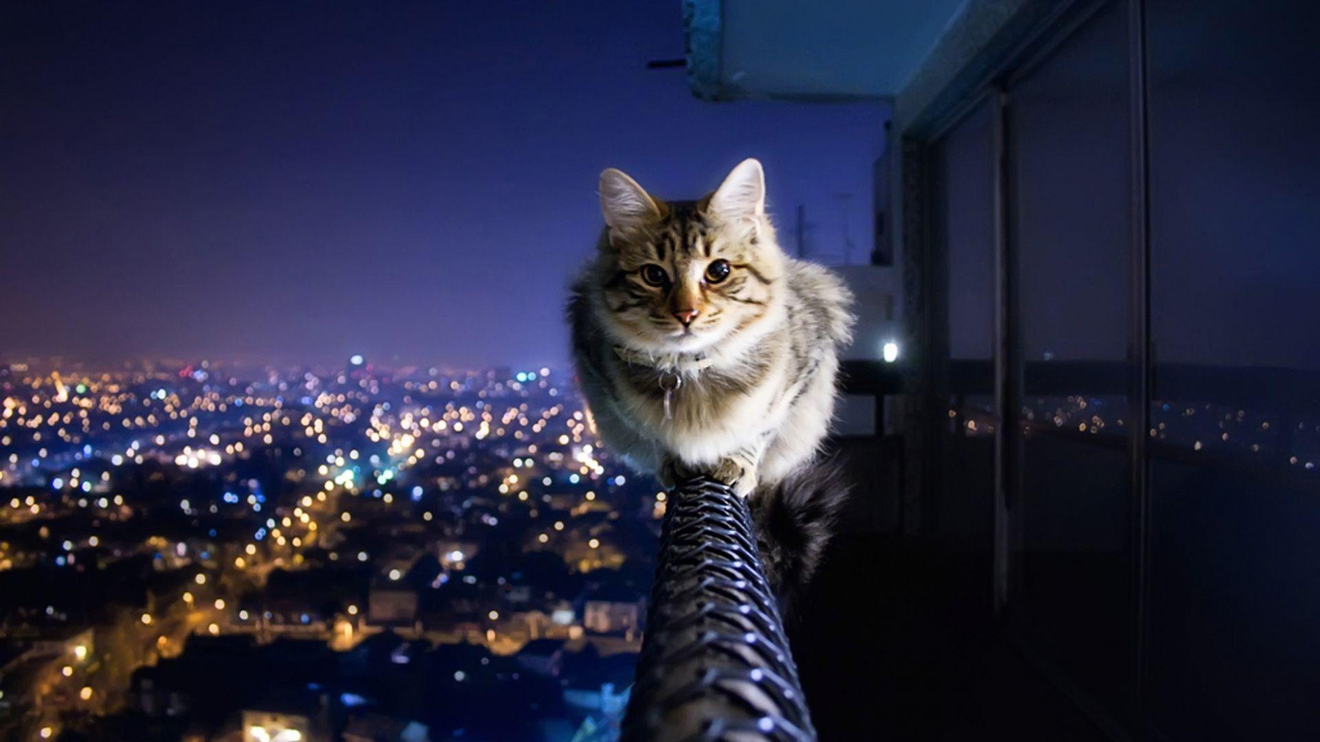 1920x1080 Free download House of Night Cats Wallpaper House of Night Cats Background House [1969x1200] for your Desktop, Mobile & Tablet. Explore Animal Wallpaper for Home. Animal Wallpaper, Cheetah Print