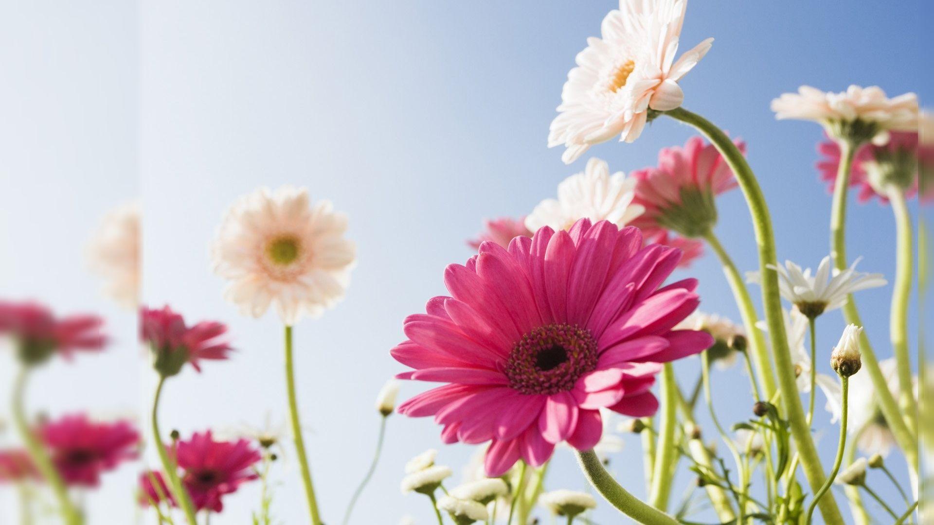 Flower PC Wallpapers Top Free Flower PC Backgrounds WallpaperAccess