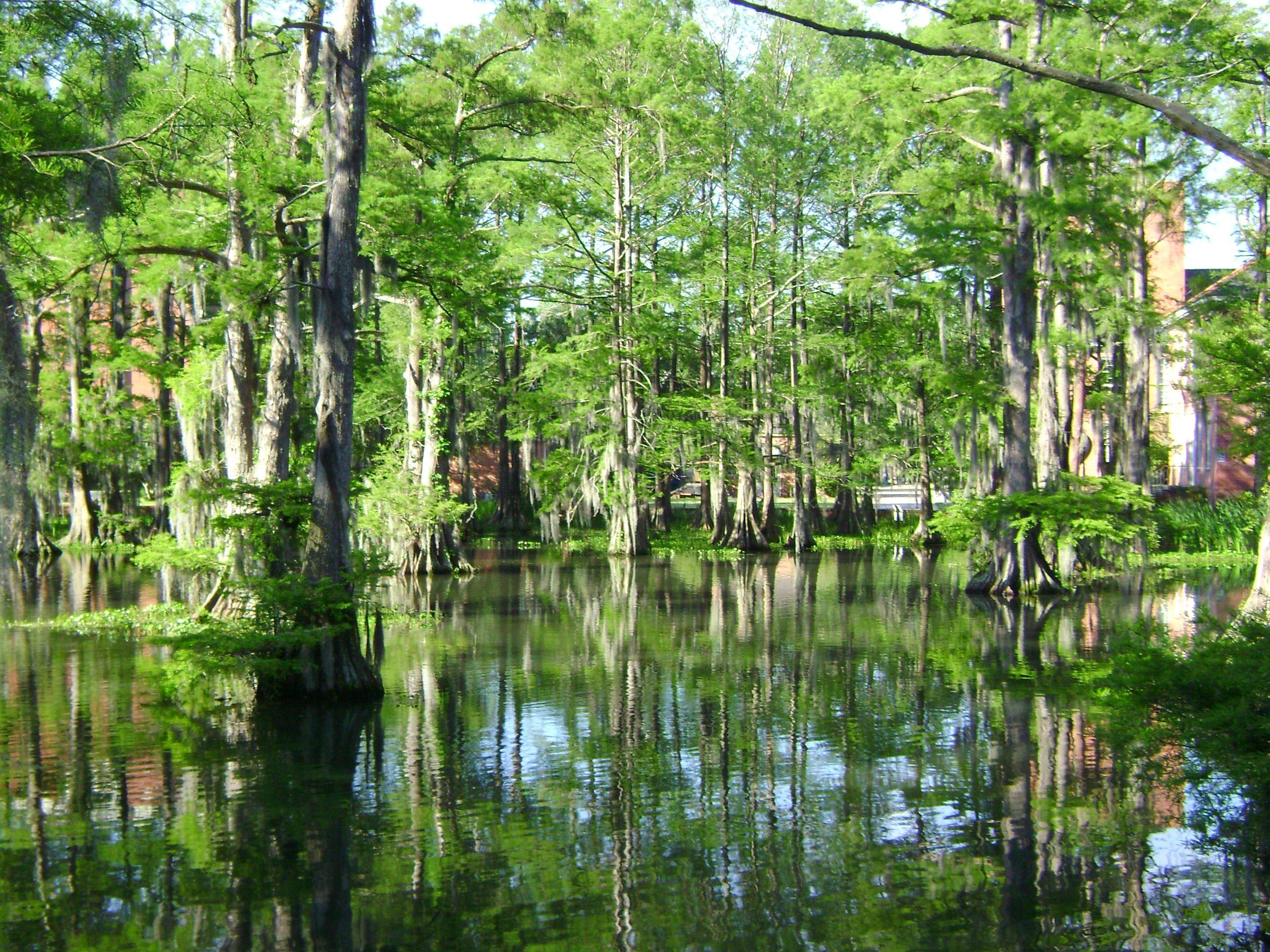 2592x1944 Cypress Lake (Lafayette, Louisiana)