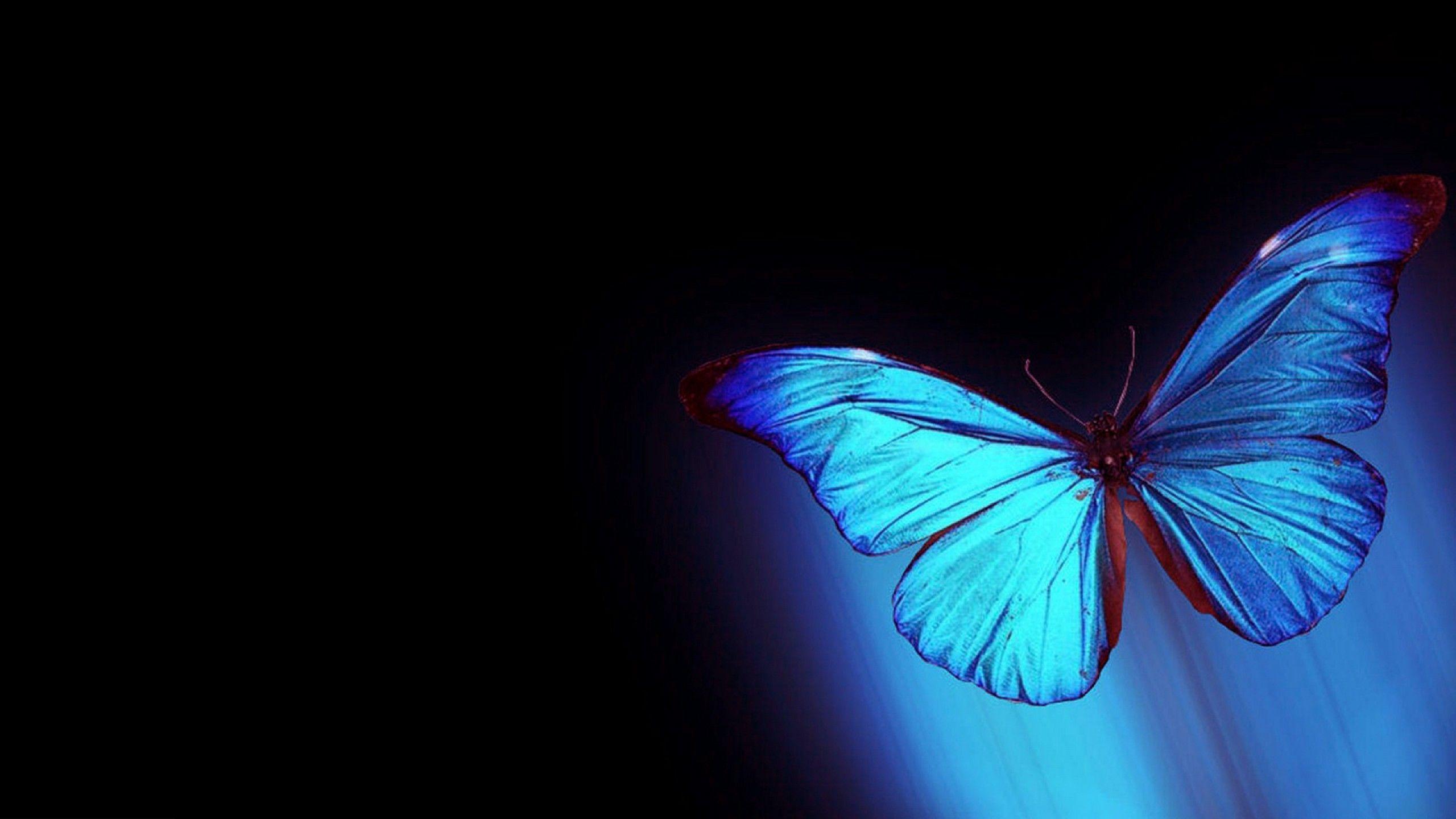 2560x1440 Tải xuống Hình nền con bướm xanh cho hình nền miễn phí