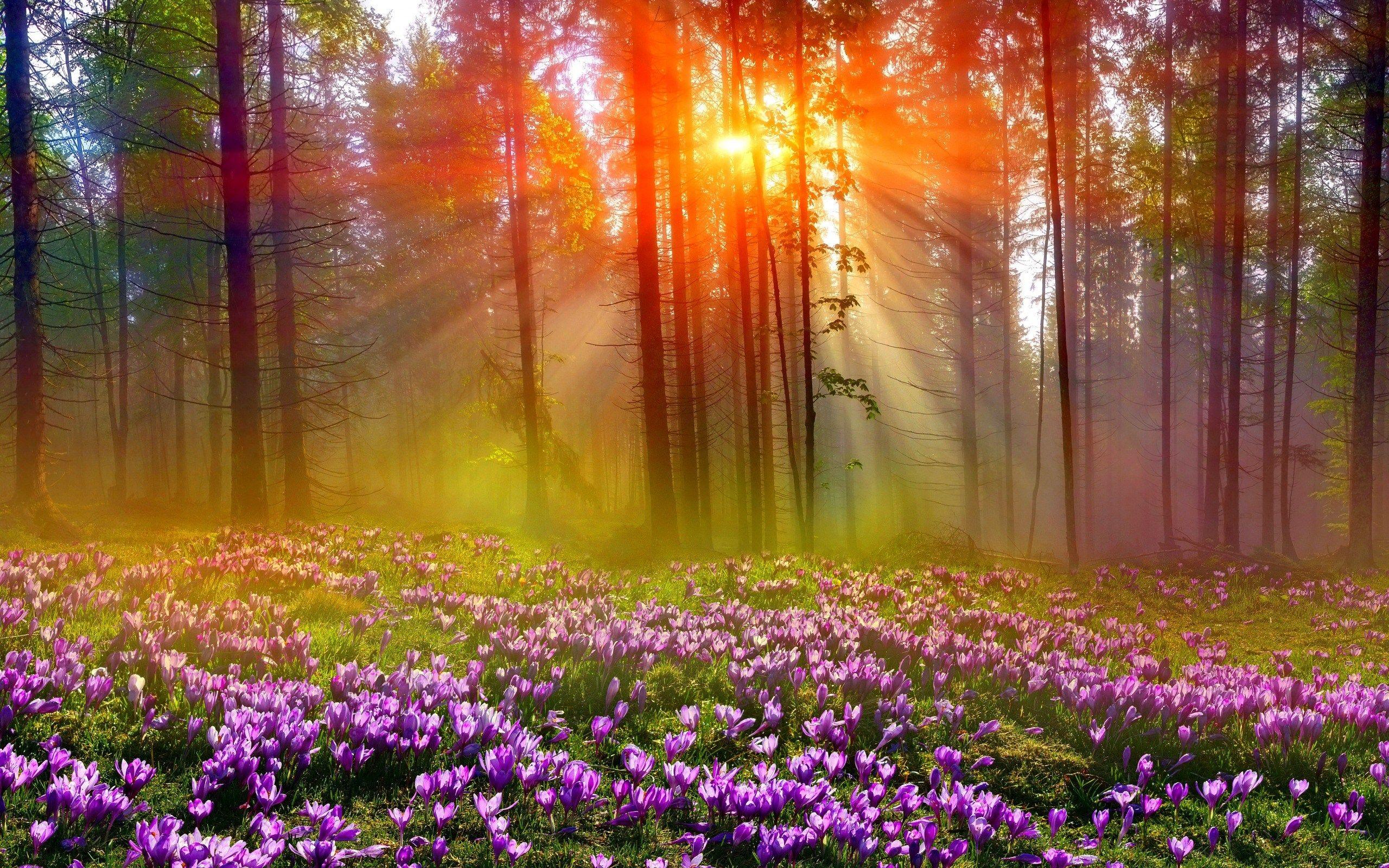 2560x1600 Outono na floresta. Wallpaper é ao Domingo!ências