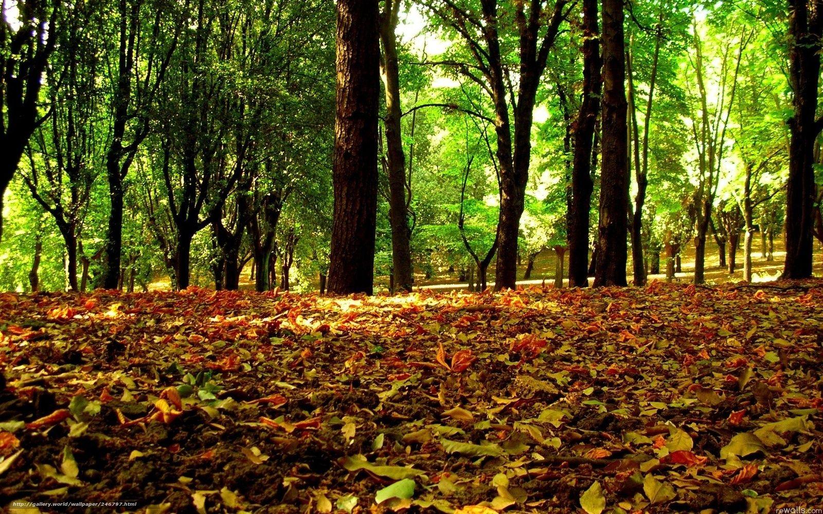 1600x1000 Baixar Wallpaper floresta, folhas, outono Papis de parede grtis na resoluo 1920x1200