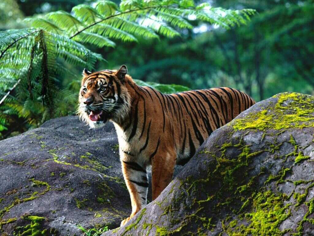 1024x768 Papel De Parede Tigre Na Floresta Wallpaper Para Download No Celular