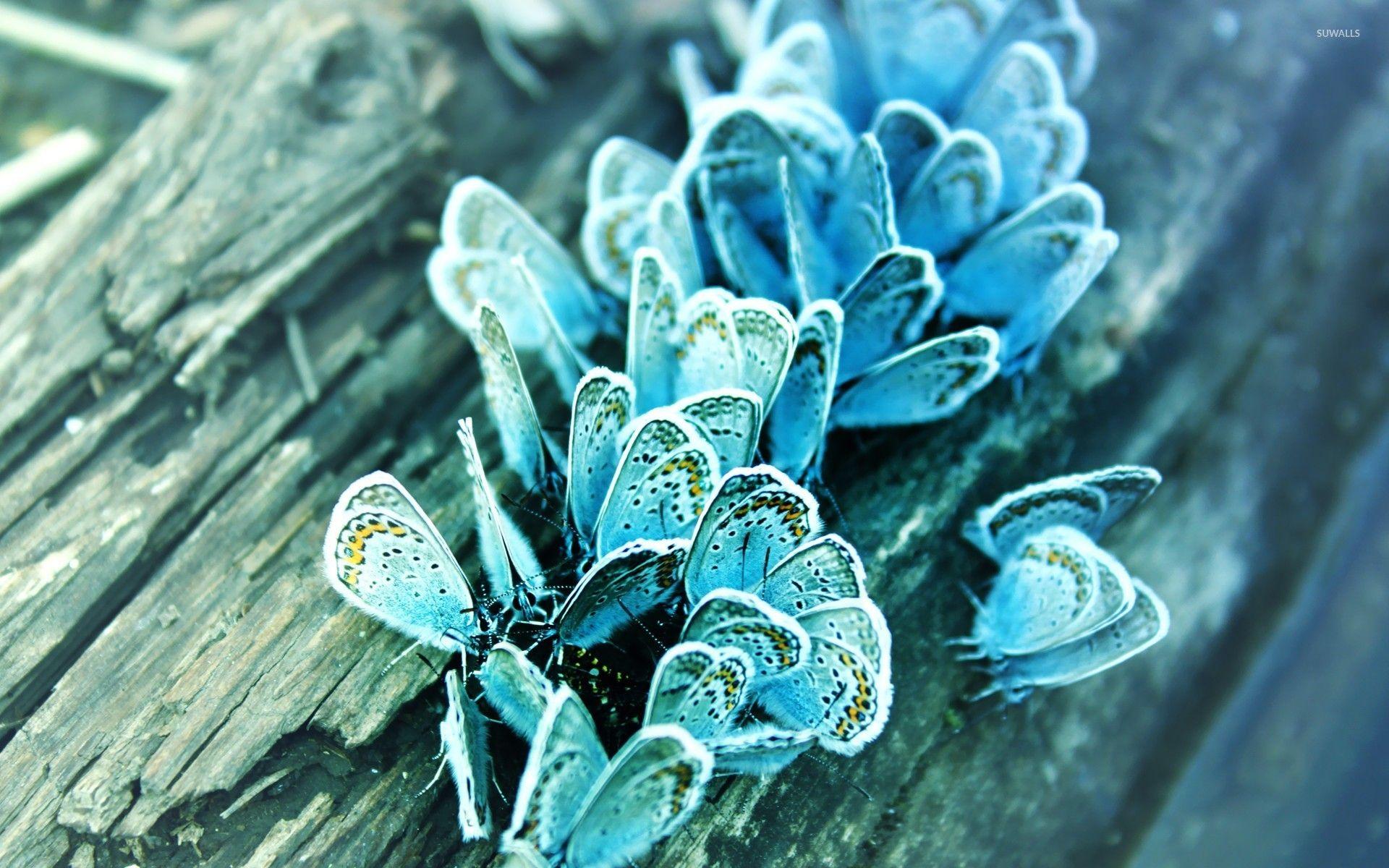 1920x1200 Blue Butterfly hình nền - Hình nền động vật