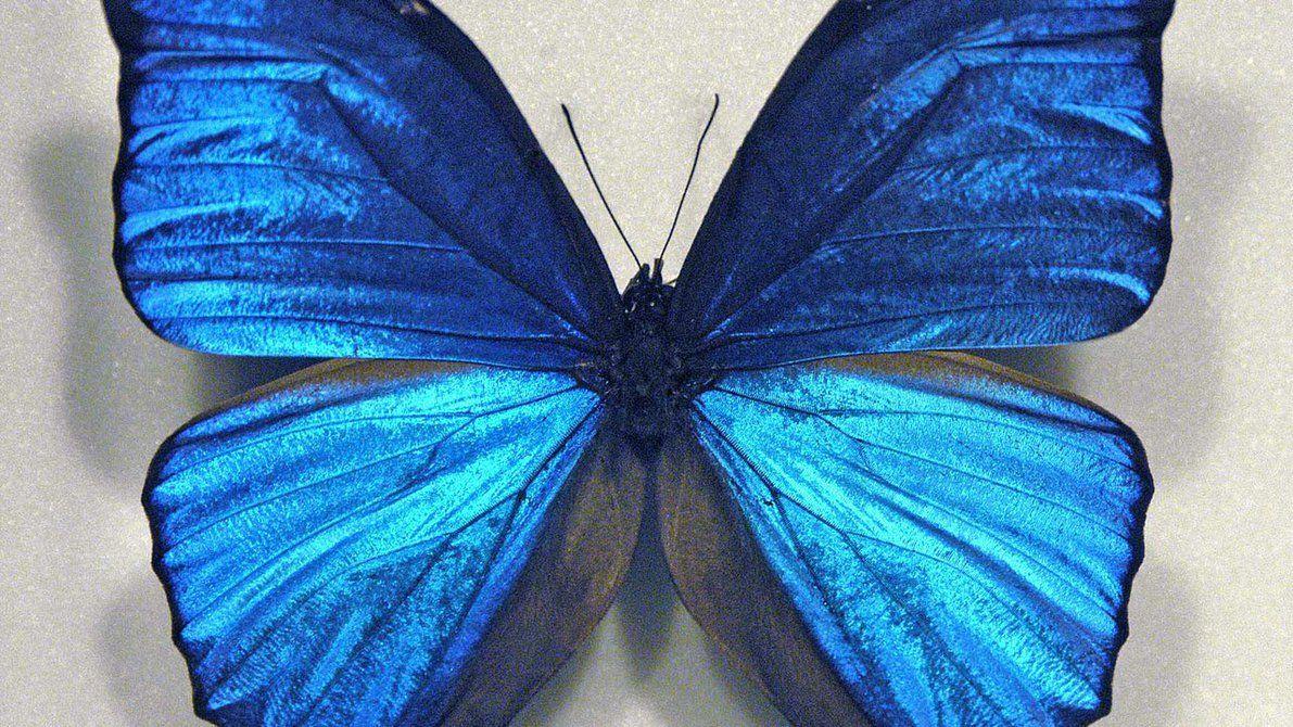 Hình nền con bướm xanh 1191x670