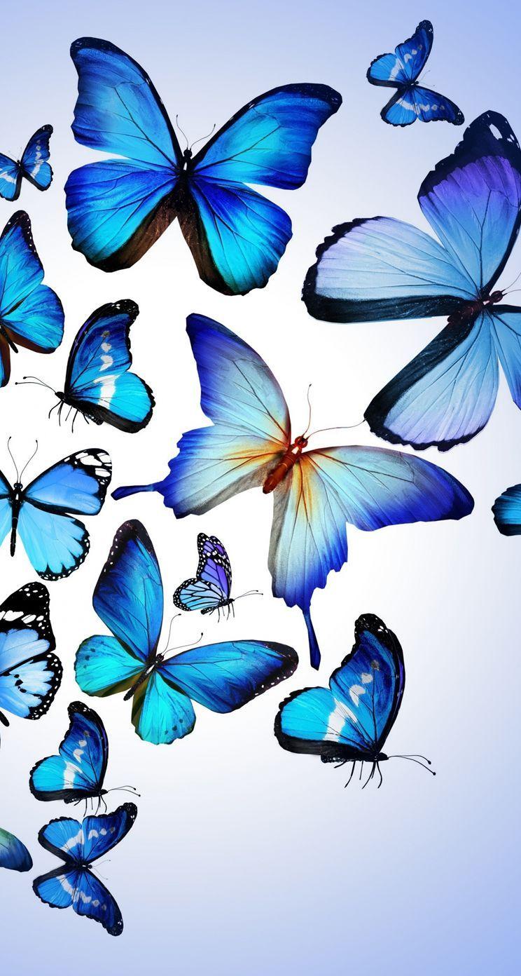 Hình nền con bướm xanh 744x1392 Màn hình rộng cho nền máy tính để bàn 1024 × 768