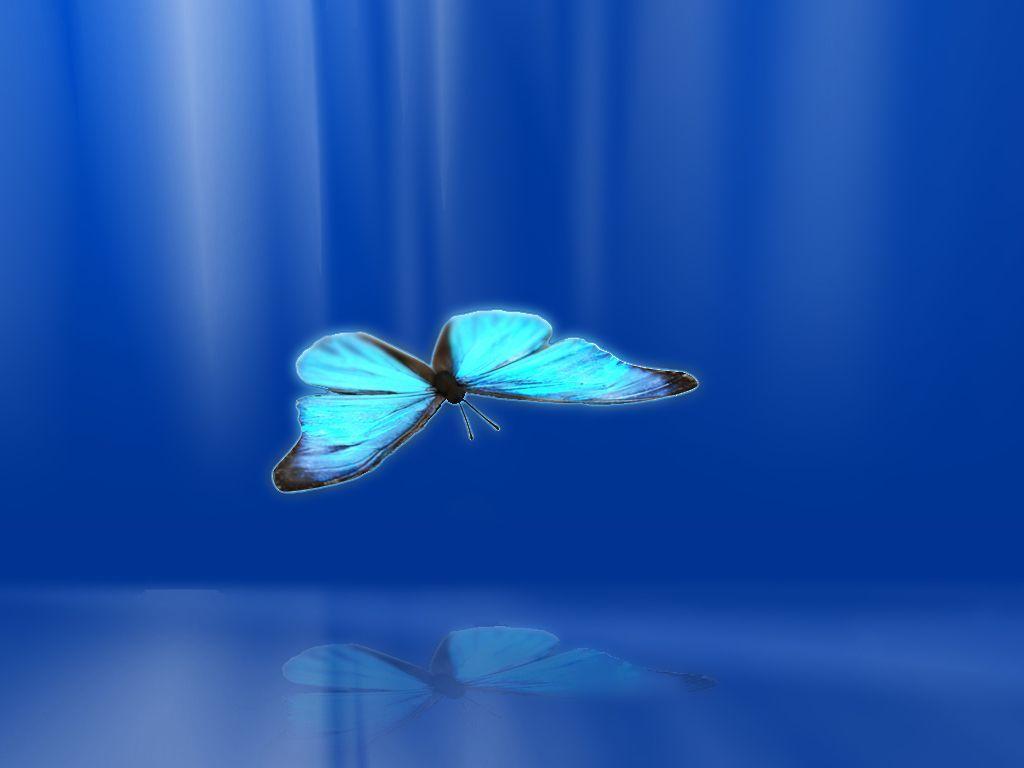 Hình nền bướm xanh 1024x768 HD - Bướm