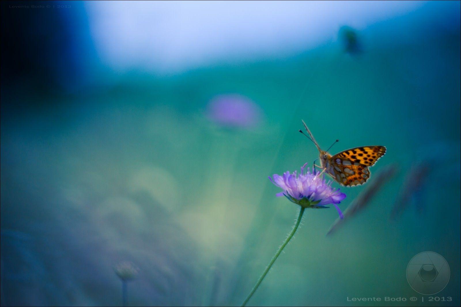 1600x1066 Con bướm xanh Hình nền trái tim Hình nền con bướm tuyệt vời Ứng dụng hình nền trên