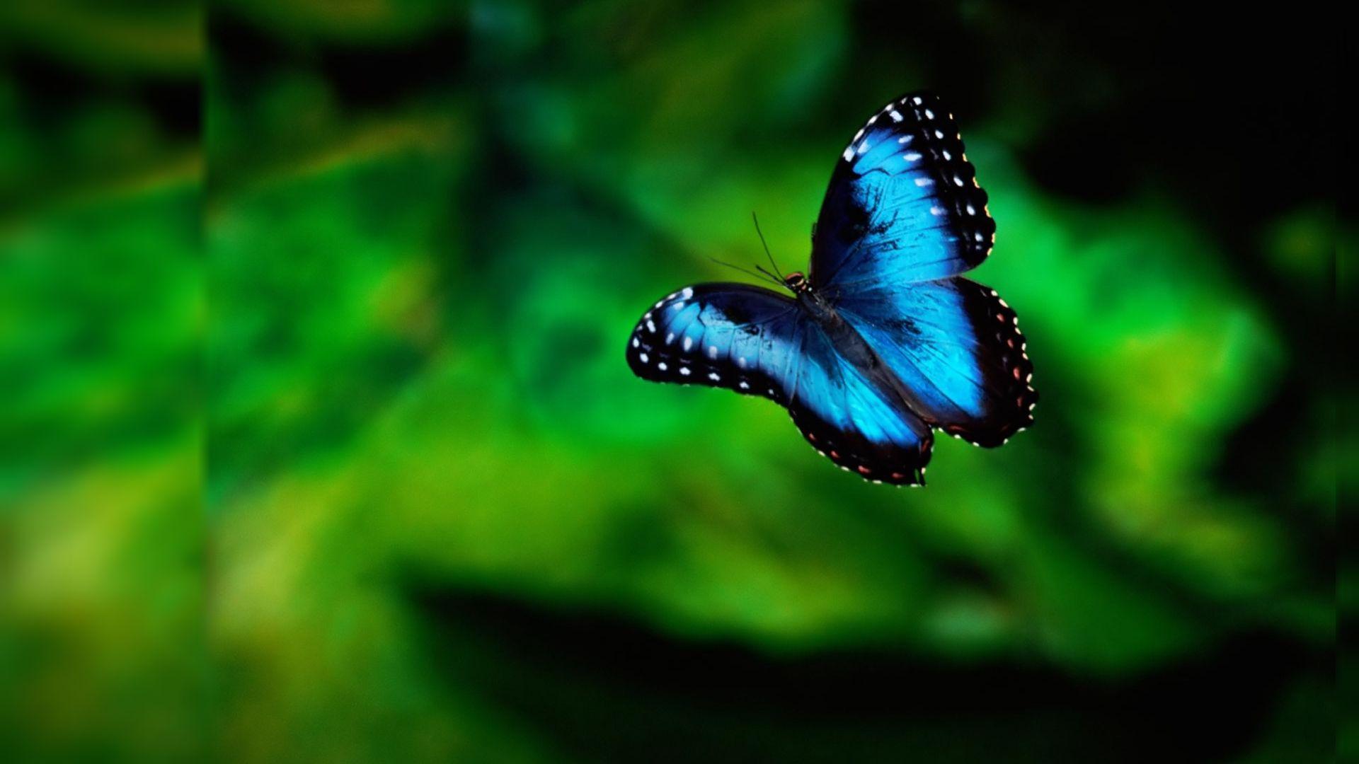 1920x1080 Blue Butterfly Wallpaper - One HD Wallpaper Picture Background