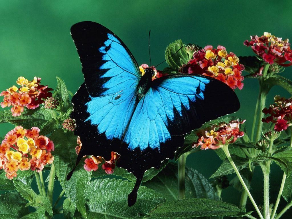 Hình ảnh con mèo, vẹt và bướm 1024x768 hình nền HD bướm xanh
